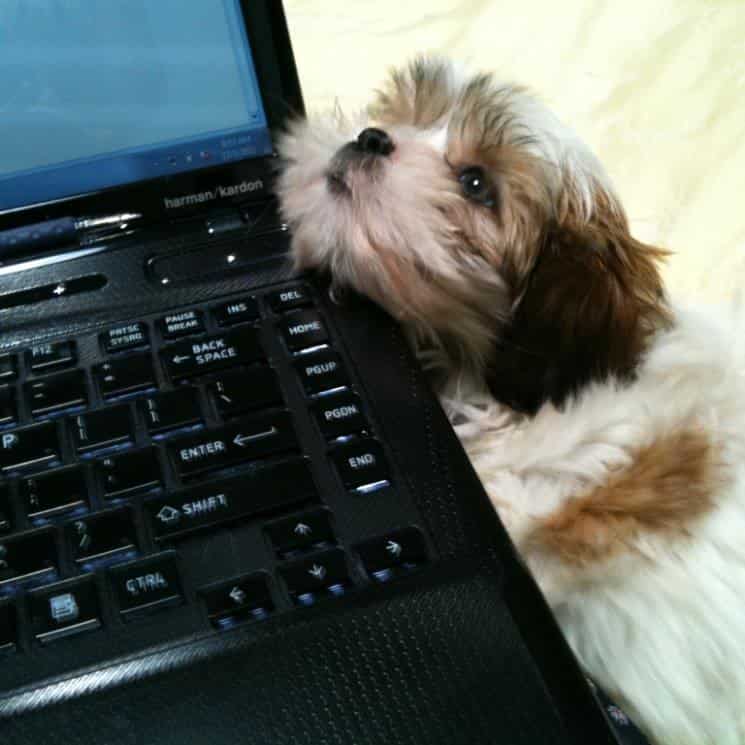 Small dog with white and brown fur resting head on black laptop
